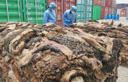 禁止进口 海关查获42.67吨用于加工生产食品添加剂的生牛皮